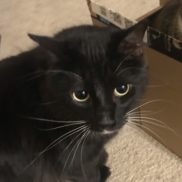 Meet your Posher, Nicoll - Picture 1 of 1